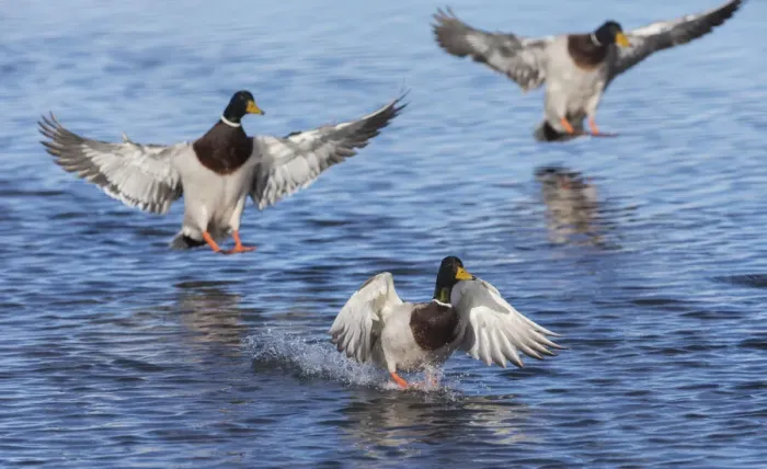 Framed Print : Mallard drakes alighting