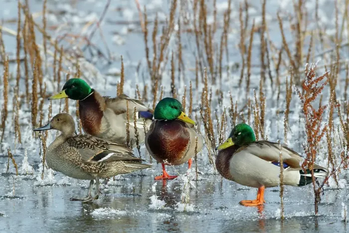 Framed Print : Mallard drakes and Northern pintail hen rest on frozen wetland