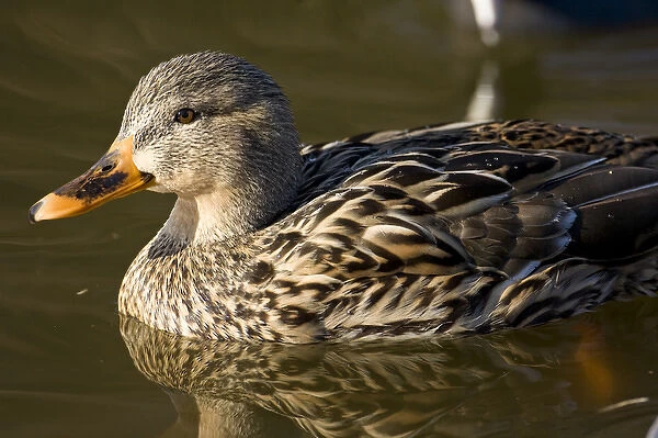 Mallard Duck Anas platyrhynchos Santee Lakes, Southern California