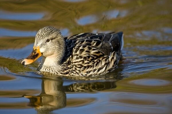 Mallard Duck, Anas platyrhynchos, Santee Lakes, Southern California