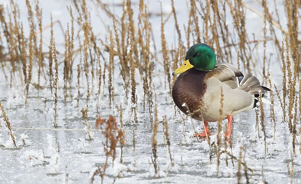 Mallard Duck, frozen pond