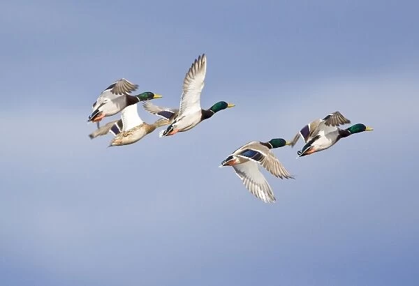 Mallard ducks in flight near Whitefish Montana