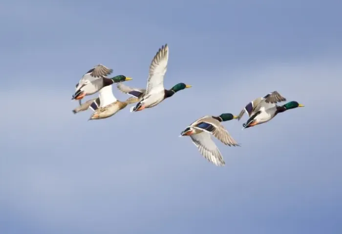 Framed Print : Mallard ducks in flight near Whitefish Montana Framed Print : Mallard ducks in flight near Whitefish Montana