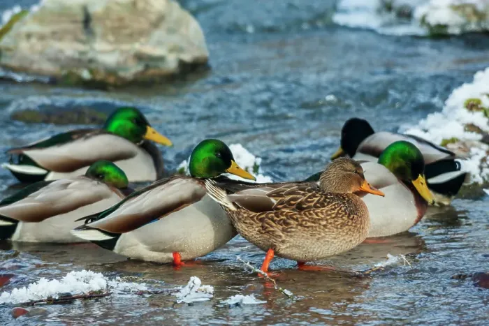 Framed Print : Mallard ducks take refuge on flowing stream away from their frozen wetland in Montana Framed Print : Mallard ducks take refuge on flowing stream away from their frozen wetland in Montana