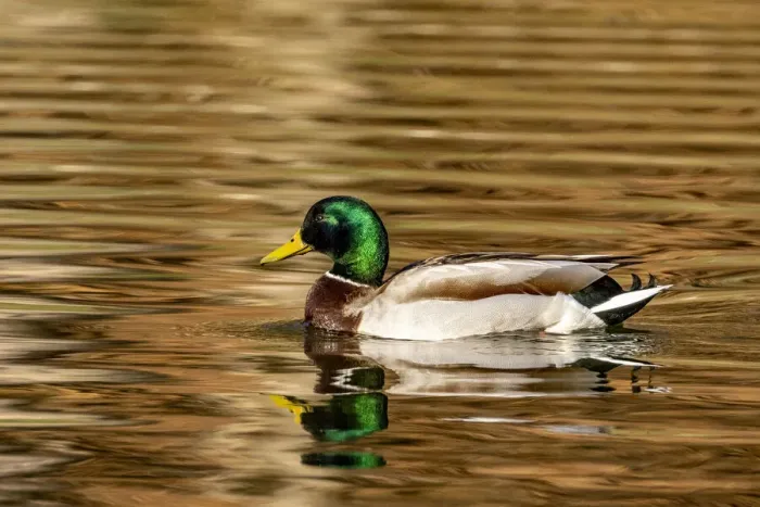 Framed Print : Mallard ducks at Woodland Park in Kalispell, Montana, USA