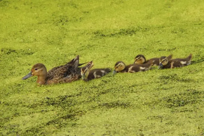 Framed Print : Mallard Female and Ducklings in Algae, Ridgefield National Wildlife Refuge, Ridgefield