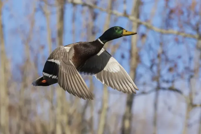 Framed Print : Mallard in Flight, wooded habitat
