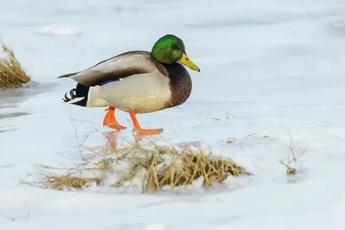 Framed Print : Mallard foraging in the frozen tidal wetlands of Boundary Bay