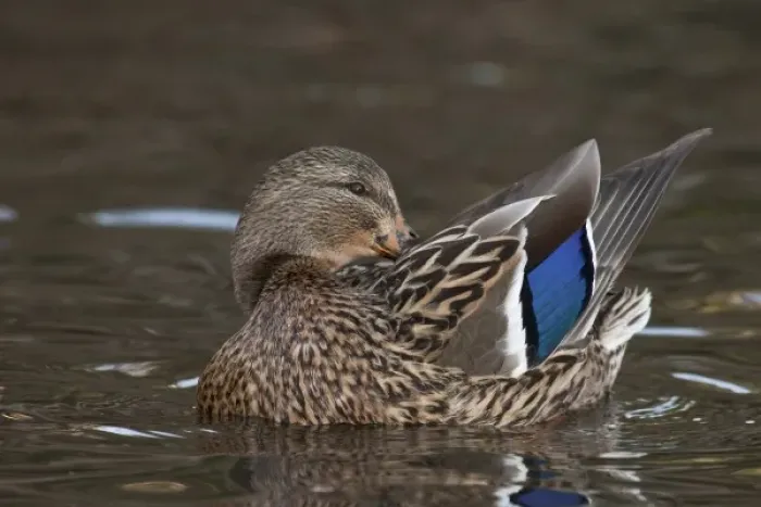 Framed Print : A Mallard hen (Anas plathyrhynchos) preening Framed Print : A Mallard hen (Anas plathyrhynchos) preening