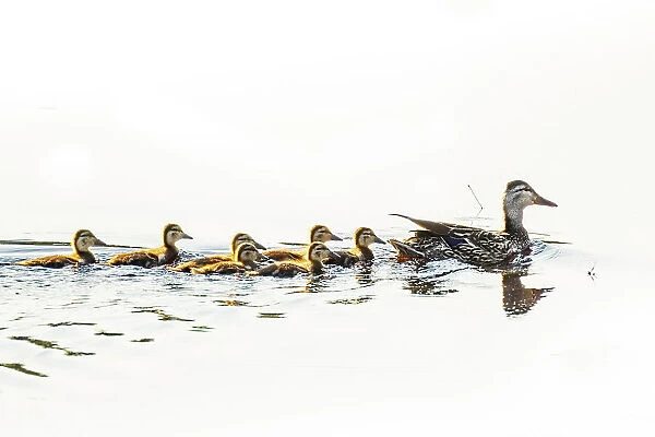 Mallard hen with ducklings in Acadia National Park, Maine, USA