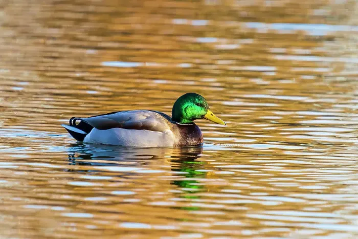Framed Print : Mallard male in wetland, Clinton County, Illinois Framed Print : Mallard male in wetland, Clinton County, Illinois