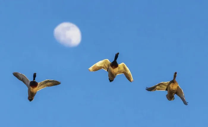 Framed Print : Mallard trio flying past rising autumn moon in Colorado