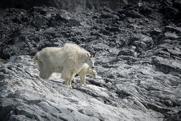 Mama mountain goat and her kid find their footing at Gloomy Knob, Glacier Bay