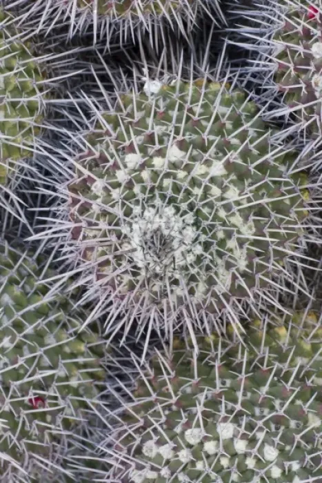Framed Print : Mammillaria carnea, From Central Mexico, Desert Botanical Garden, Phoenix, Arizona, USA Framed Print : Mammillaria carnea, From Central Mexico, Desert Botanical Garden, Phoenix, Arizona, USA