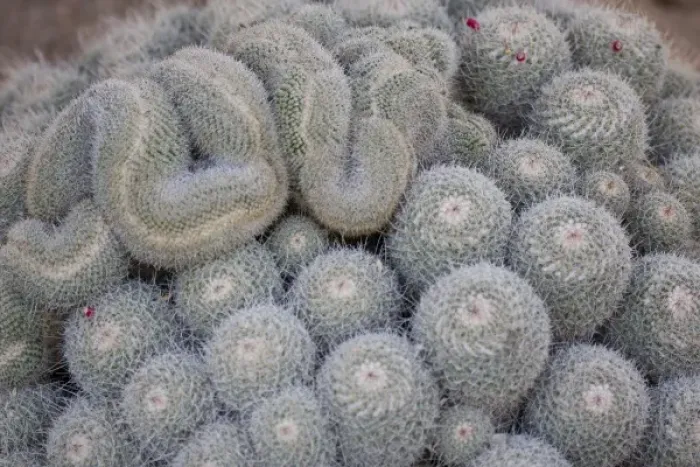 Framed Print : Mammillaria spinosissima, From Central Mexico, Desert Botanical Garden, Phoenix, Arizona Framed Print : Mammillaria spinosissima, From Central Mexico, Desert Botanical Garden, Phoenix, Arizona