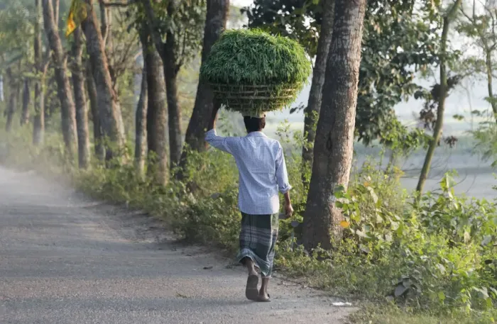 Framed Print : Man carrying a basket of grass on the head, Dhaka, Bangladesh