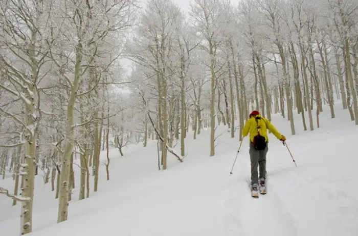 Framed Print : Man climbing through rimed aspen trees in a snow storm near Gobblers Knob, backcountry skiing