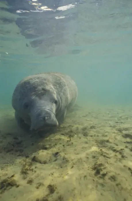 Framed Print : Manatee