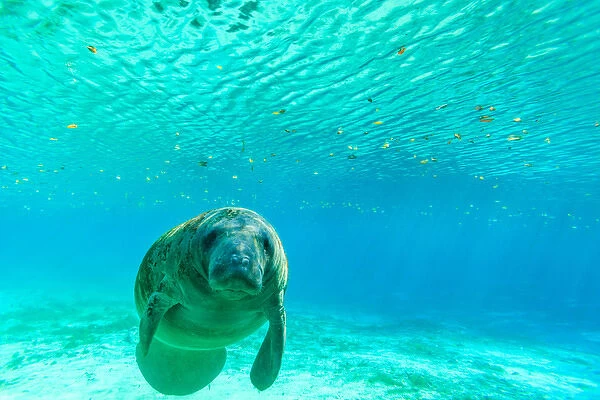 Manatee Swimming in clear water of Crystal River, Florida