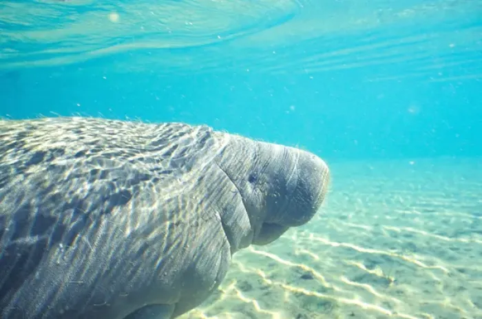 Framed Print : Manatee, Tichechus Manatus Framed Print : Manatee, Tichechus Manatus