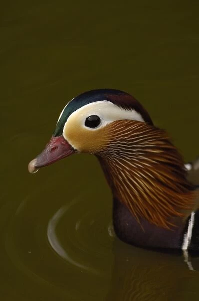 Mandarin Duck (Aix galericulata) Slimbridge Wildfowl and Wetlands Trust SW England