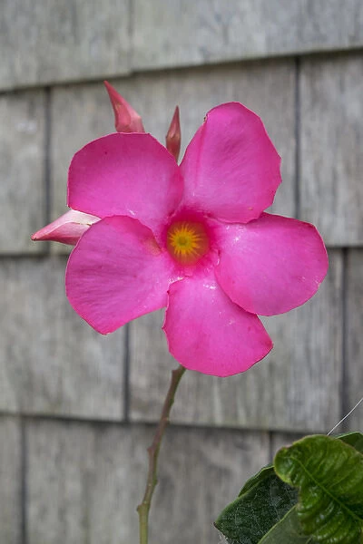 Mandevilla flower, Nantucket, Massachusetts, USA