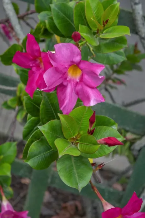 Framed Print : Mandevilla, Mexican love vine