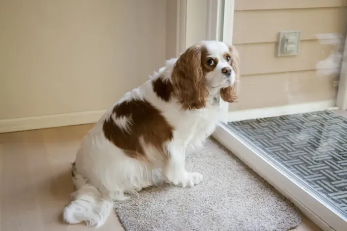 Framed Print : Mandy, a Cavalier King Charles Spaniel, waiting by a sliding glass door to be let out Framed Print : Mandy, a Cavalier King Charles Spaniel, waiting by a sliding glass door to be let out