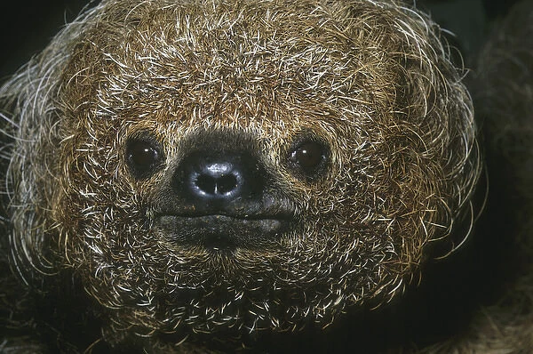 Maned Sloth, (Bradypus torquatus), endangered, Atlantic Forest, Bahia State, SE Brazil