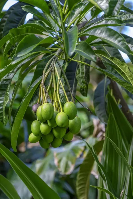 Framed Print : Mango fruit tree