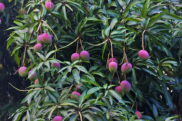 Mango tree, Honduras