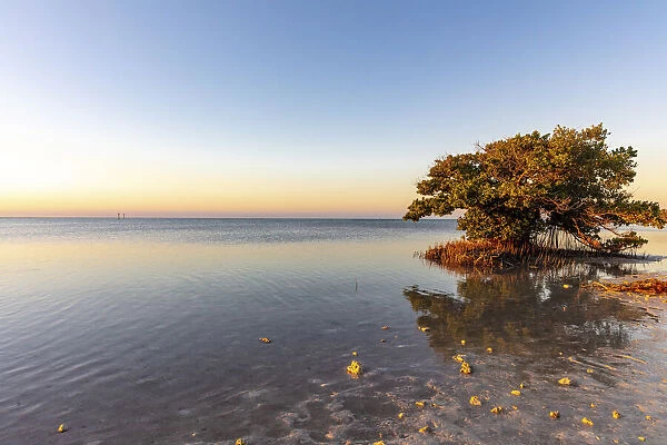 Mangrove in first light at Annes Beach in Islamorada, Florida, USA