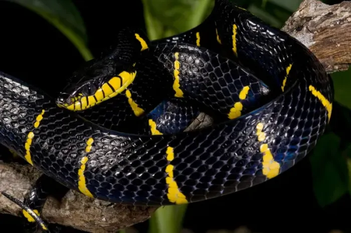 Framed Print : Mangrove Snake Boiga dendrophila Native to Malaysia Framed Print : Mangrove Snake Boiga dendrophila Native to Malaysia