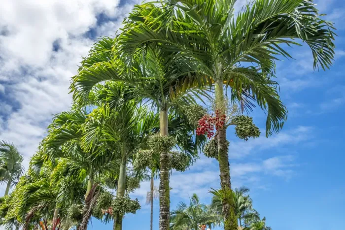 Framed Print : Manila Palm trees