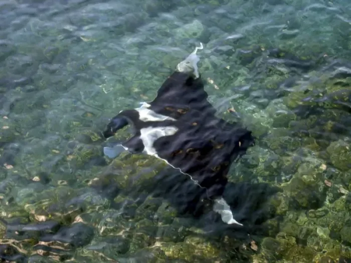 Framed Print : Manta Ray (Manta birostris) with two Remora (Remora remora) off of the Galapagos Islands Framed Print : Manta Ray (Manta birostris) with two Remora (Remora remora) off of the Galapagos Islands