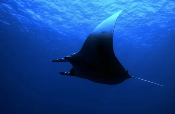 Framed Print : Manta ray, Manta birostris, at Rocky Island, Red Sea, Egypt Framed Print : Manta ray, Manta birostris, at Rocky Island, Red Sea, Egypt
