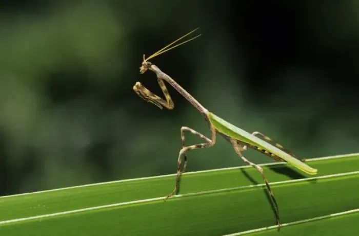 Framed Print : Mantid, Mantidae, adult on palm frond, The Inn at Chachalaca Bend, Cameron County Framed Print : Mantid, Mantidae, adult on palm frond, The Inn at Chachalaca Bend, Cameron County