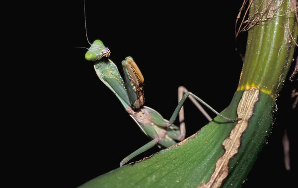 Mantis. Preying Mantis
