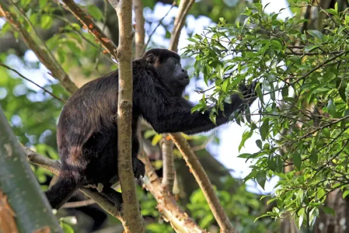 Framed Print : Mantled Howler Monkey (Alouatta palliata) male feeding on flowers of the Padauk Framed Print : Mantled Howler Monkey (Alouatta palliata) male feeding on flowers of the Padauk