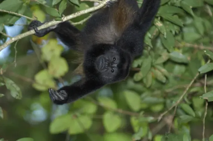 Framed Print : Mantled Howler Monkey, Tortuguero National Park, Costa Rica