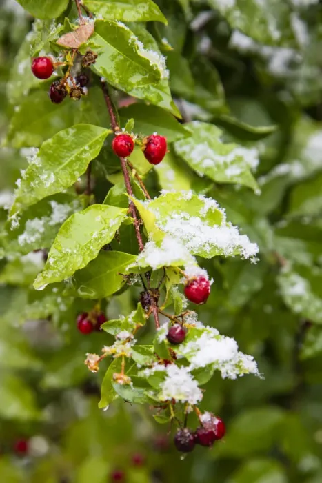 Framed Print : Manzanita bush (Malpighia glabra) after snow