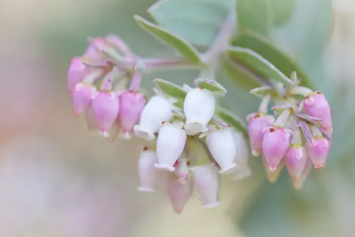 Framed Print : Manzanita flowers, genus Arctostaphylos, Mount Diablo State Park Framed Print : Manzanita flowers, genus Arctostaphylos, Mount Diablo State Park