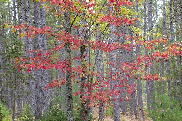 Maple in fall, Hiawatha National Forest, near Munising, MI