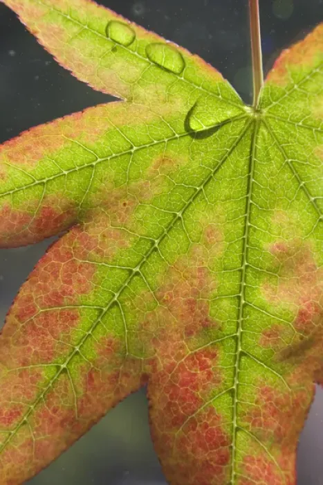Framed Print : Maple leaf with dew on it. Credit as: Don Paulson  /  Jaynes Gallery  /  DanitaDelimont