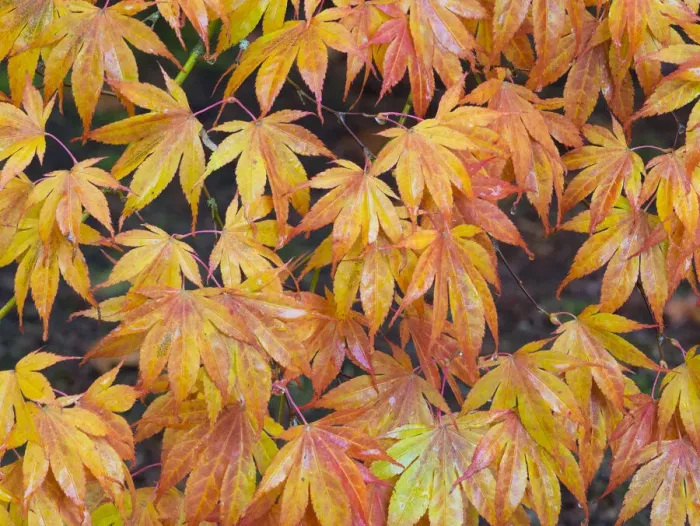Framed Print : Maple leaves