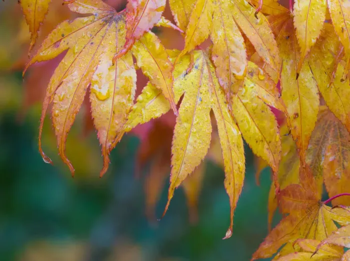 Framed Print : Maple leaves