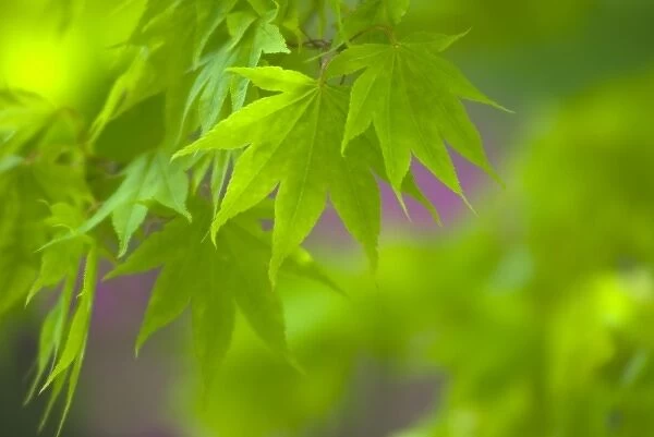 Maple Leaves with Blurred Background of Purple Flowers