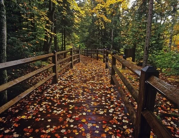 Maple leaves cover boardwalk at Tahquamenon Falls State Park, Michigan, USA