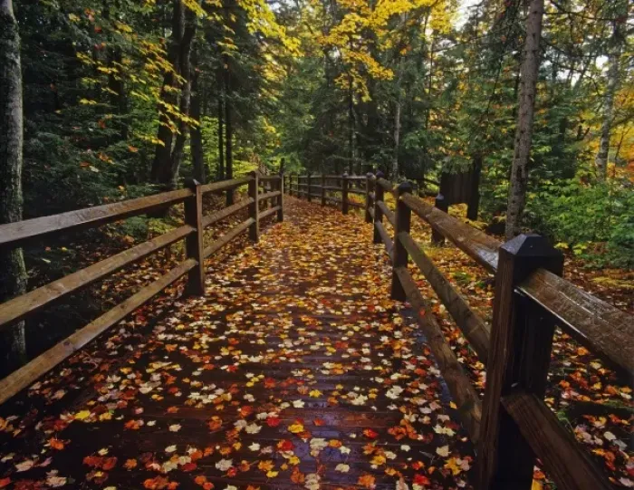 Framed Print : Maple leaves cover boardwalk at Tahquamenon Falls State Park, Michigan, USA Framed Print : Maple leaves cover boardwalk at Tahquamenon Falls State Park, Michigan, USA