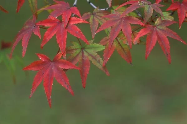 Maple Leaves, Katsura, Kyoto, Japan